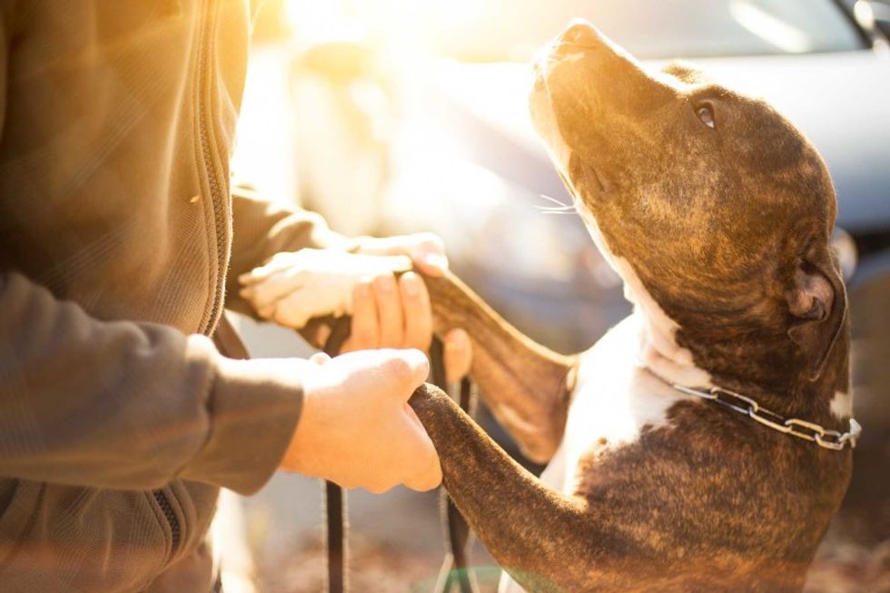 12 Signs You're Definitely Obsessed With Your Dog