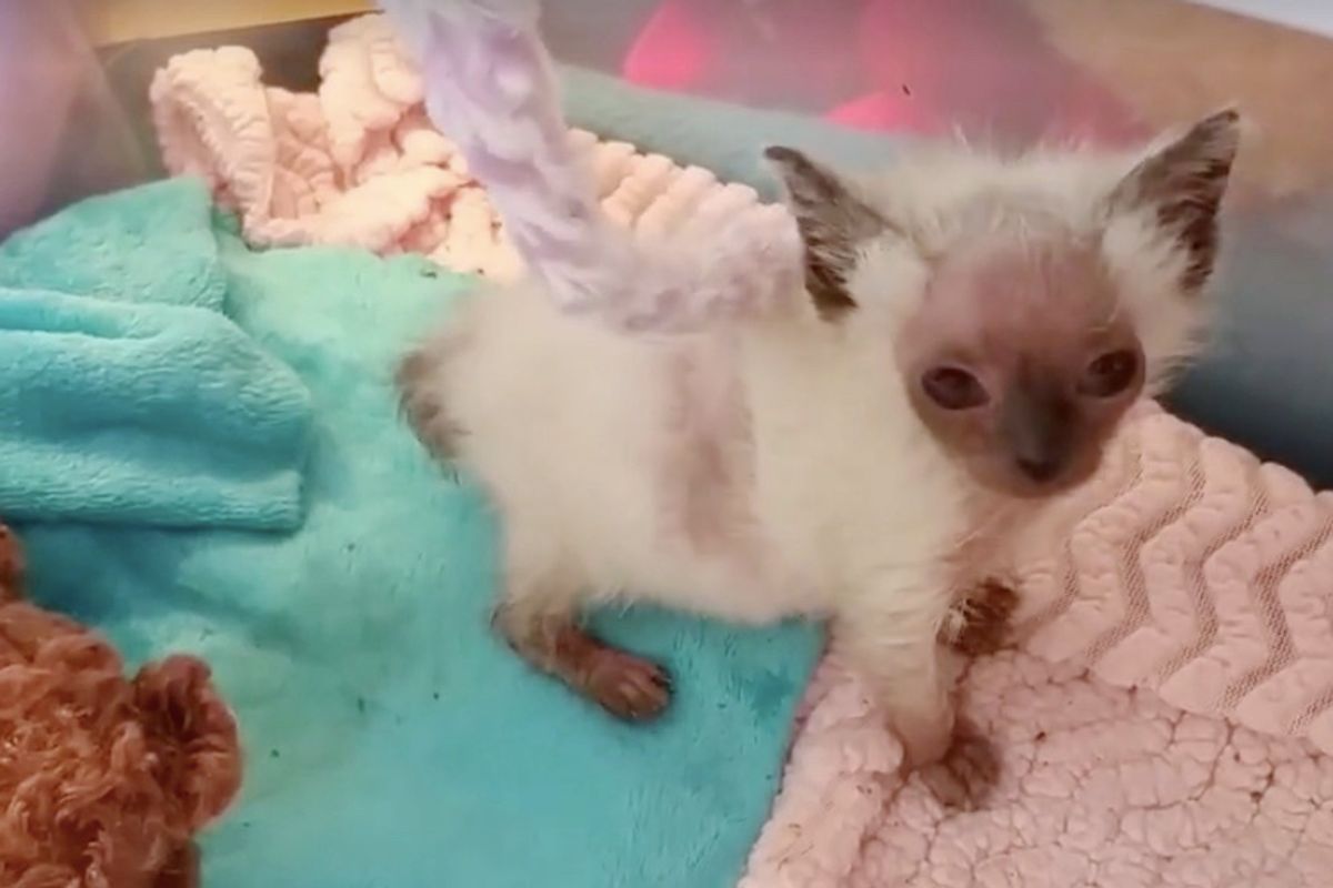 Kitten Mysteriously Got "Alien" Face, Is Turned Around by Love