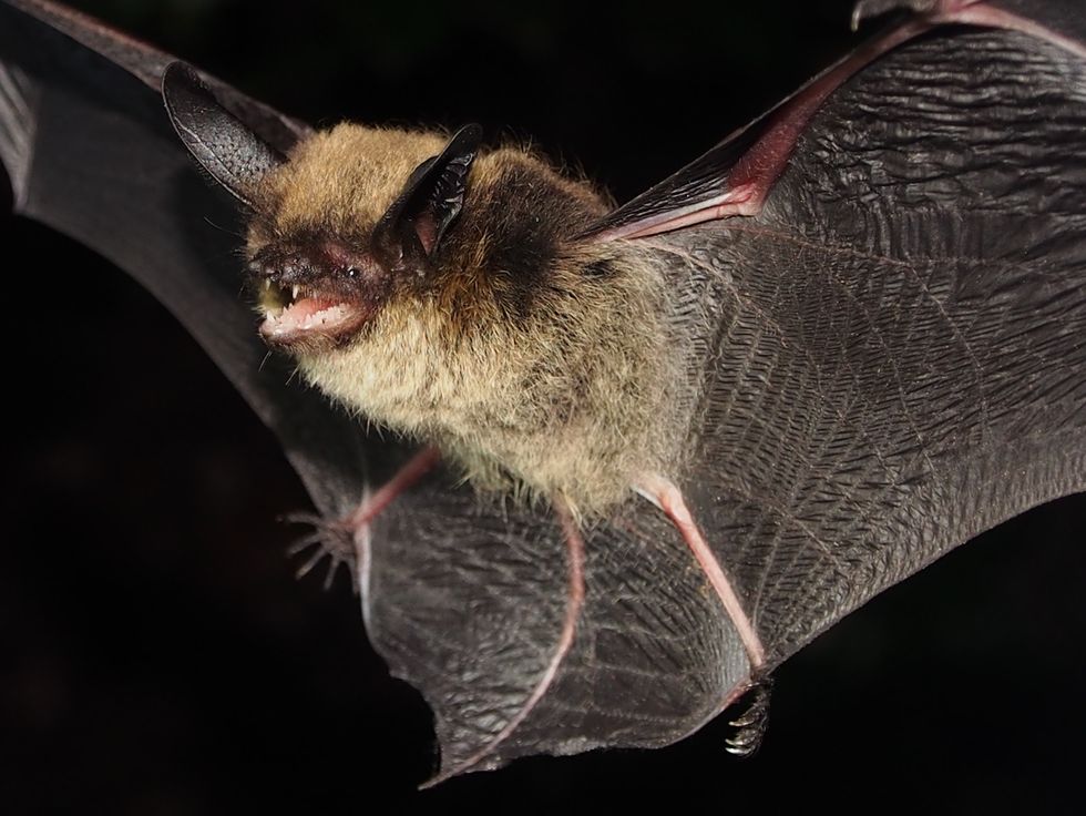 Species Spotlight The Longeared Myotis Bat!