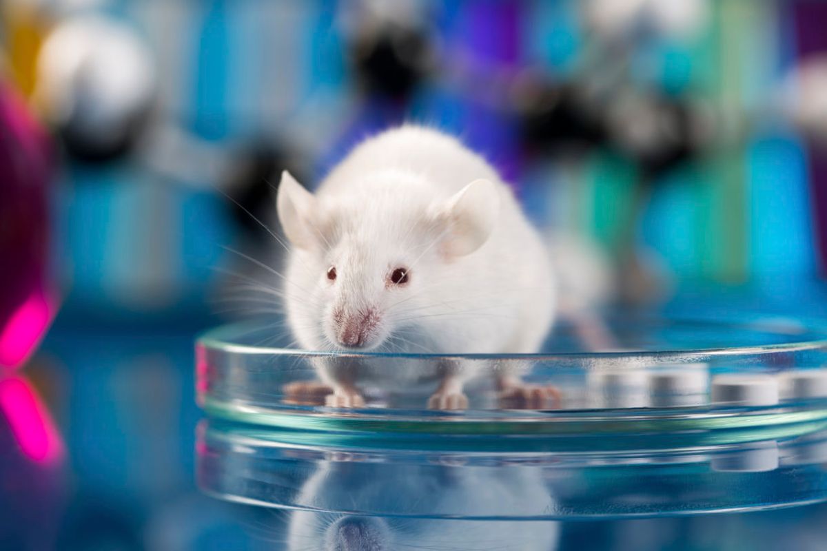 What You Need to Know About Animal Testing