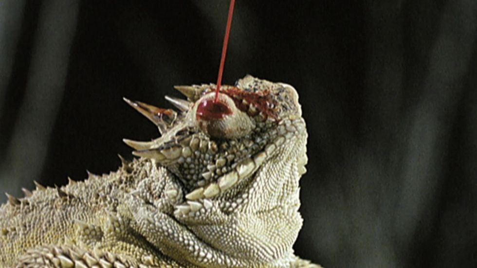 7 Interesting Animal Adaptations 7 Interesting Animal Adaptations