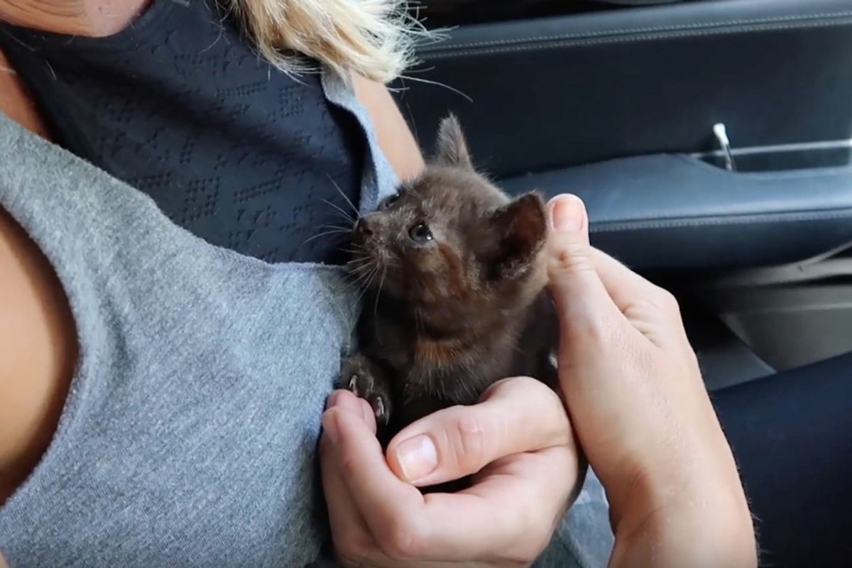 Couple Found Kitten In Middle of Road Before Hurricane Irma and Knew They Had to Help