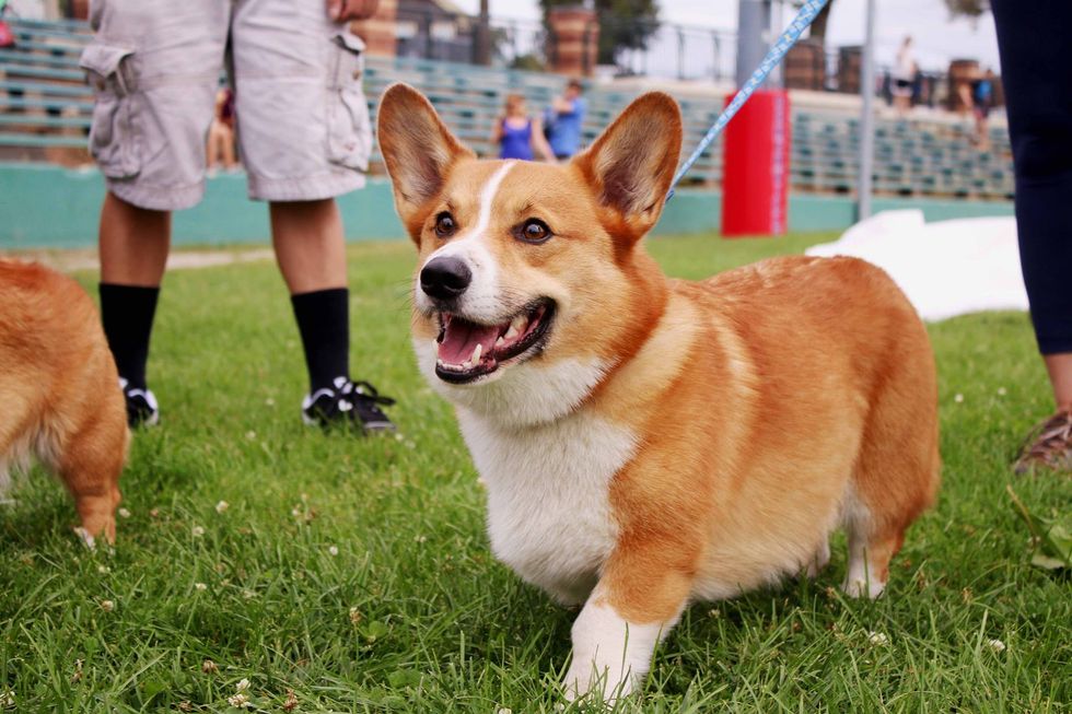 14 Corgis To Get You Through The Week