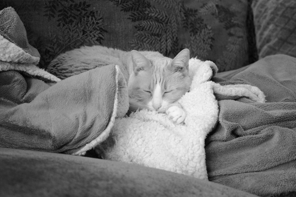 11 Things To Expect When You Live With A (Much Older) Cat