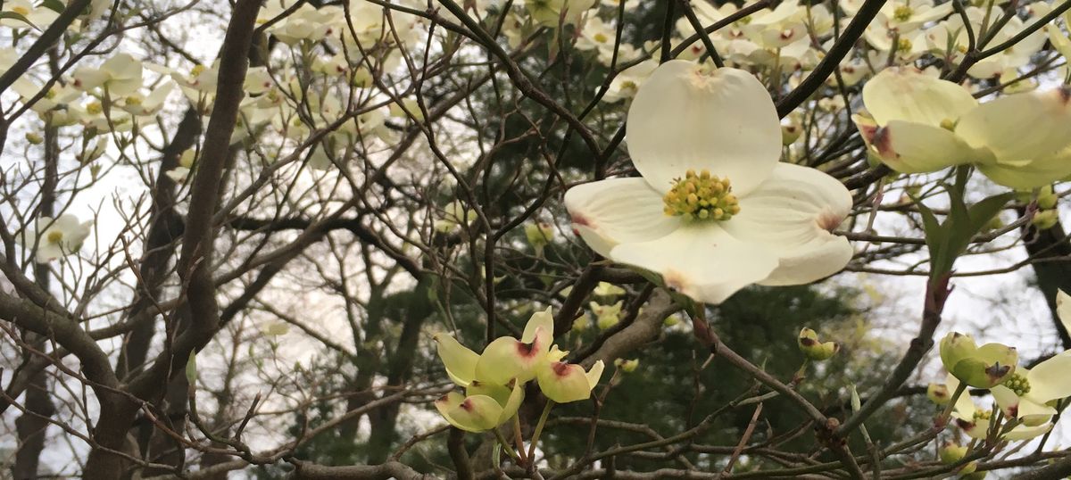 There's Dogwood In St. Louis
