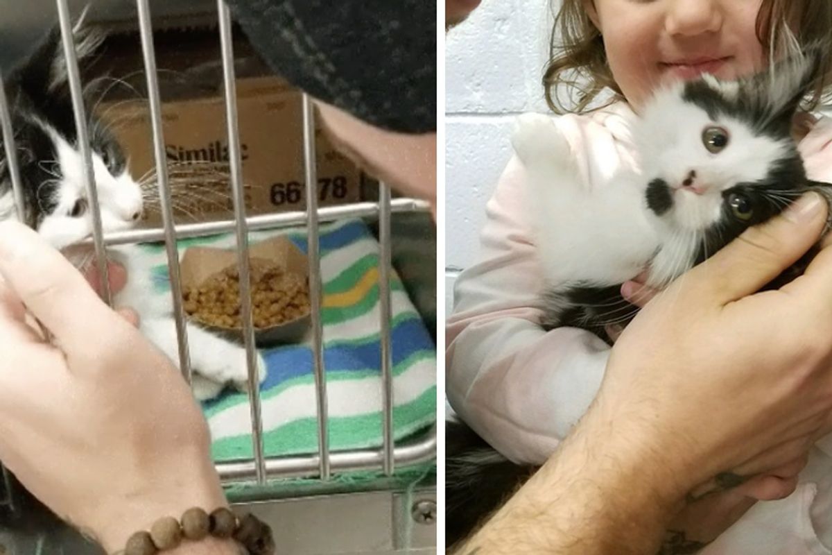 Kitten Stops Couple at Shelter and Asks Them To Be Her Humans...
