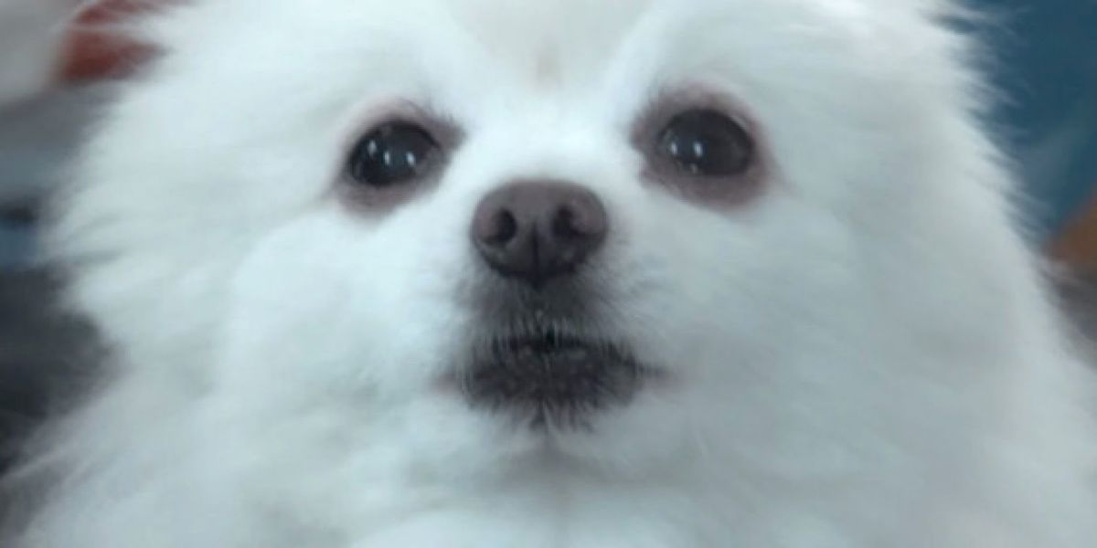 When Gabe The Dog Died