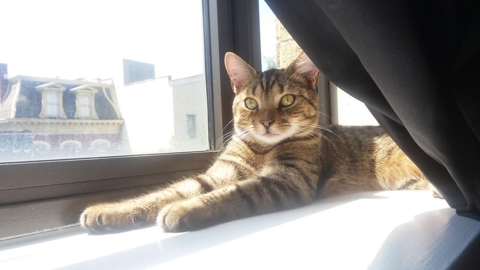 Why Cats Make The Coolest Pets