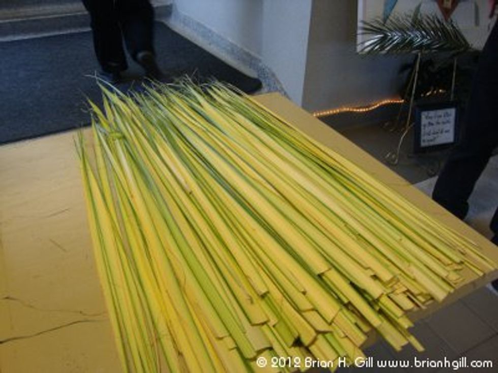 Where Palm Sunday Palms Come From