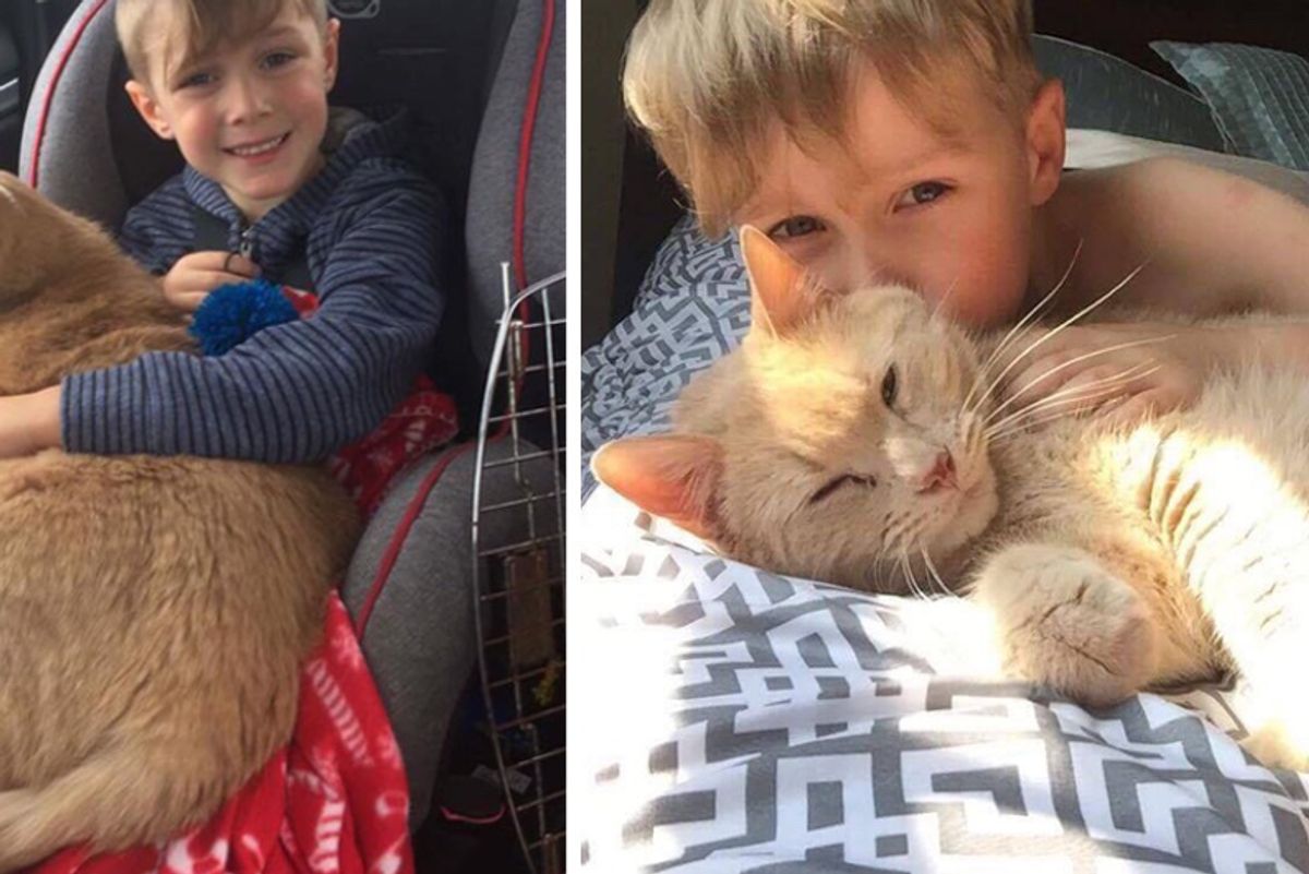 Young Boy Could Adopt Any Pet But Chose 10-year-old Giant Ginger Named Tiny!