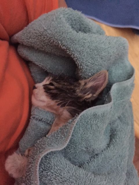 Heroic Man Rescues Kitten from N.ear-D.row.ning After Hurricane and Successfully Revives the Little One