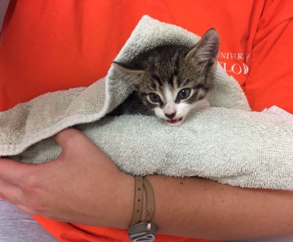 Heroic Man Rescues Kitten from N.ear-D.row.ning After Hurricane and Successfully Revives the Little One