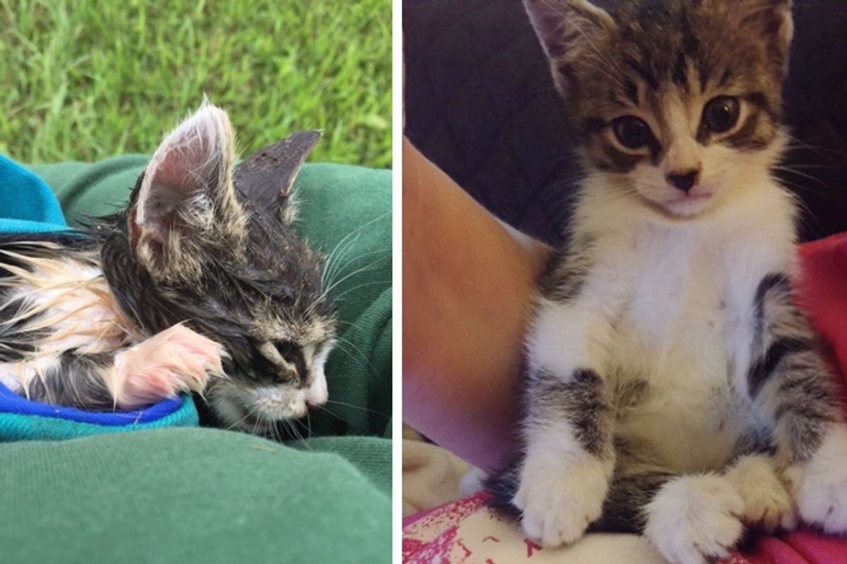 Man Saves Kitten From Drowning After Hurricane and Brings Him Back to Life