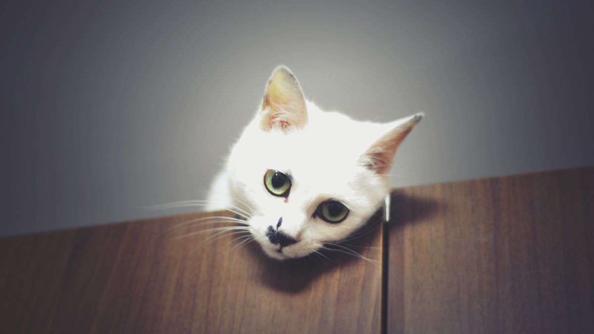 Five Signs That You Are Cheating On Your Cat