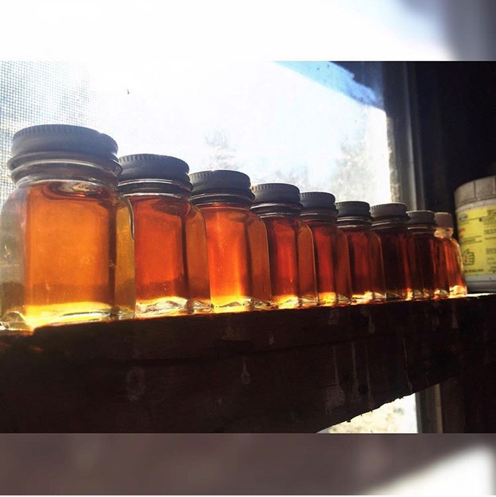 Everlasting Smell of Maple Syrup