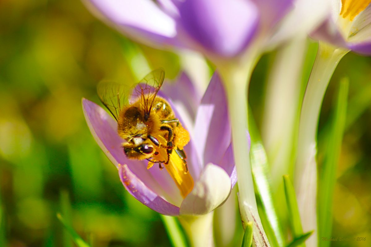 Make a 'Bee Garden' And Bring Some Buzz to Your Backyard