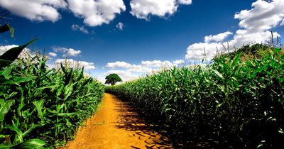 roblox farm town sugar cane