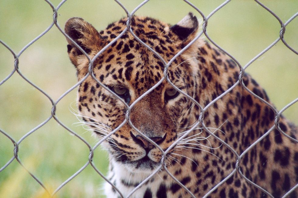 why-it-s-important-to-boycott-zoos