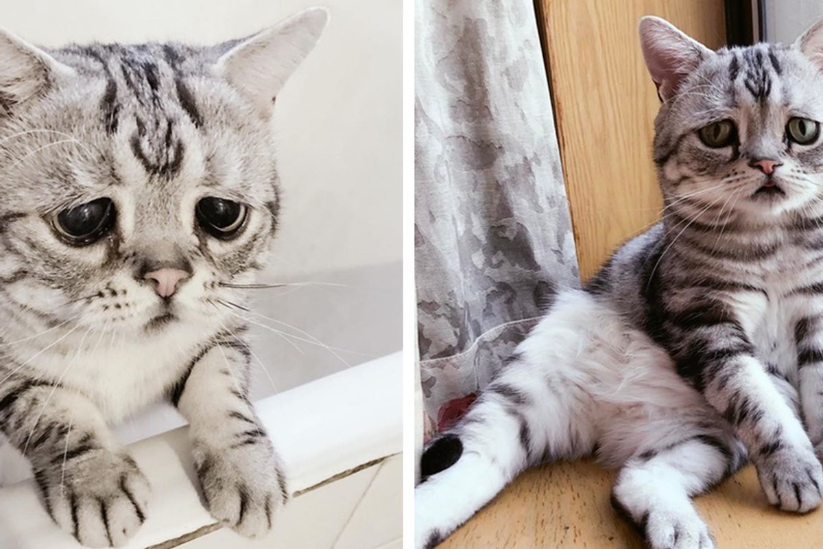 Cat With Permanent Worried Eyes Uses His Charm to Melt Your Heart in These Photos!