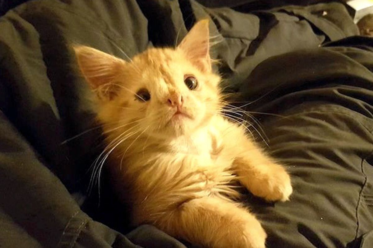 Kitty Who Was Called "Too Ugly" To Be Loved, Proves Those People Wrong!