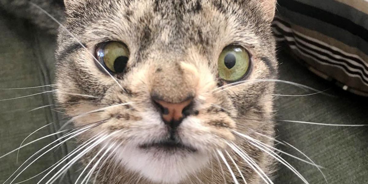 Special Cat Who Can't See Very Well, Feels Love and Can't Get Enough of