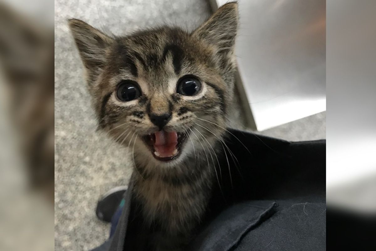 Stray Kitten Wouldn't Stop Crying for Love at Clinic So They Come Up With an Idea
