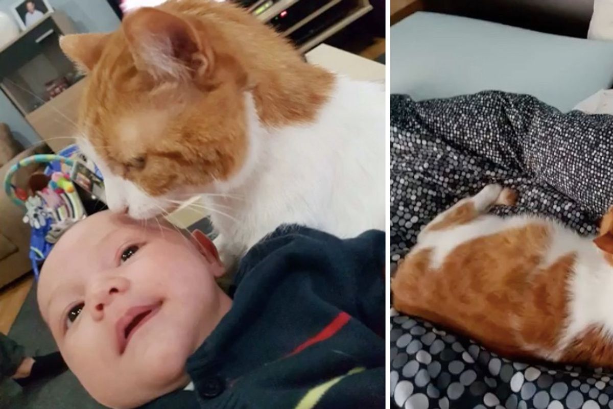 Shy Cat Saved from the Street Becomes Guardian to Boy and His Little Sister