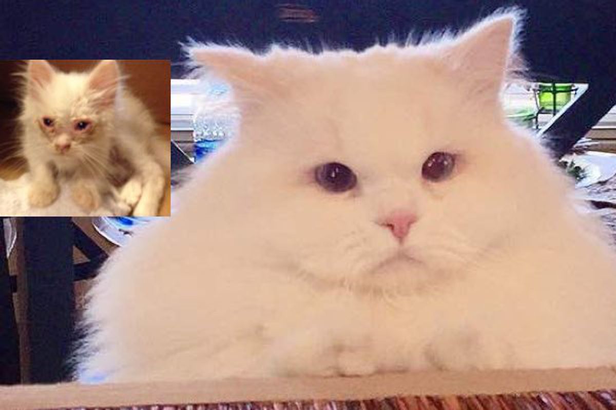 Cat Found on Roadside Surprises His Humans with His True Fluff