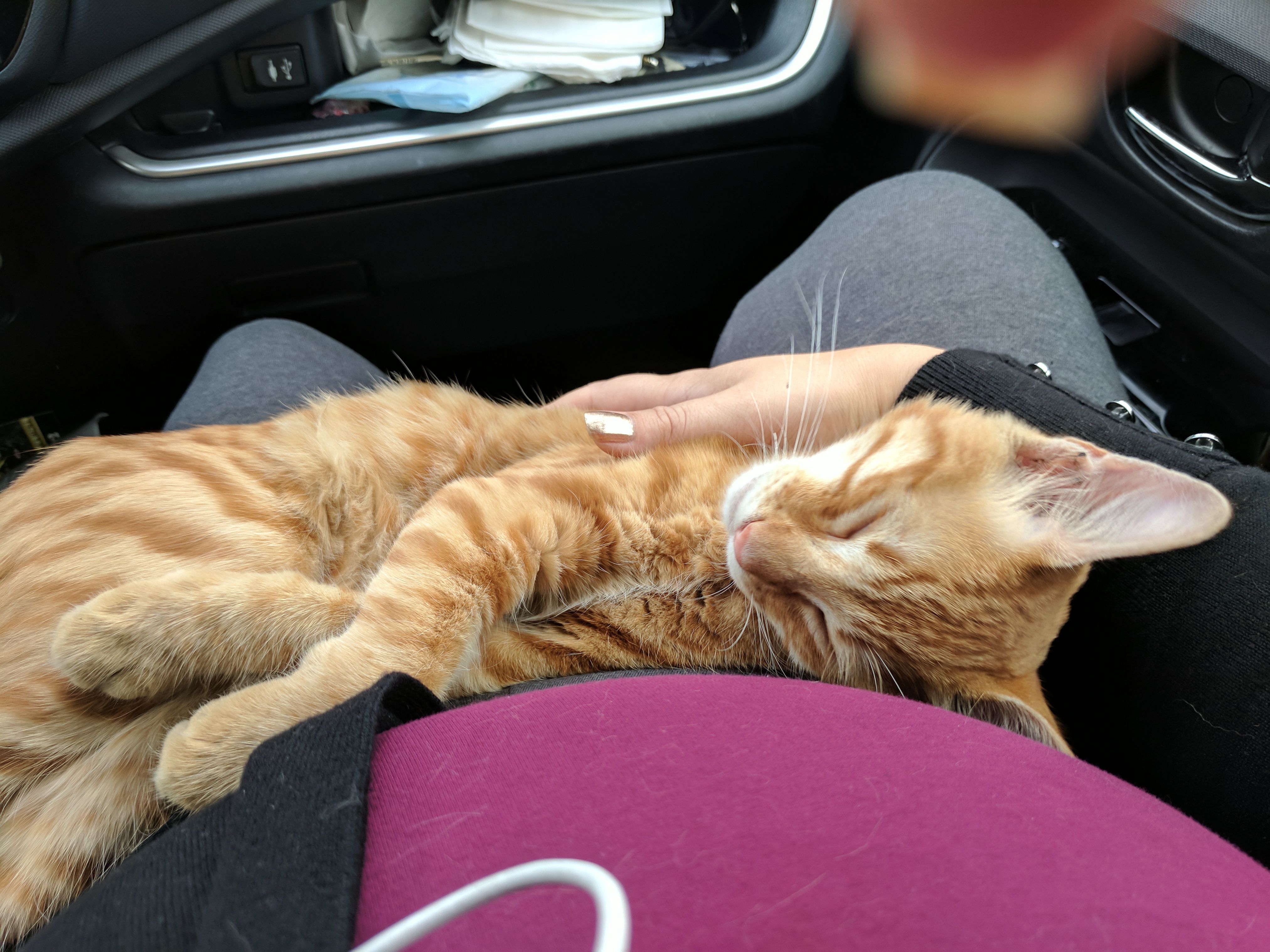 Stray Cat Jumped Into Woman S Car Curled Up In Her Lap She Didn T Have The Heart To Wake Him Love Meow
