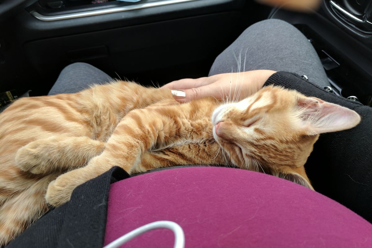 Stray Cat Jumped into Woman’s Car Curled Up In Her Lap, She Didn’t Have the Heart to Wake Him