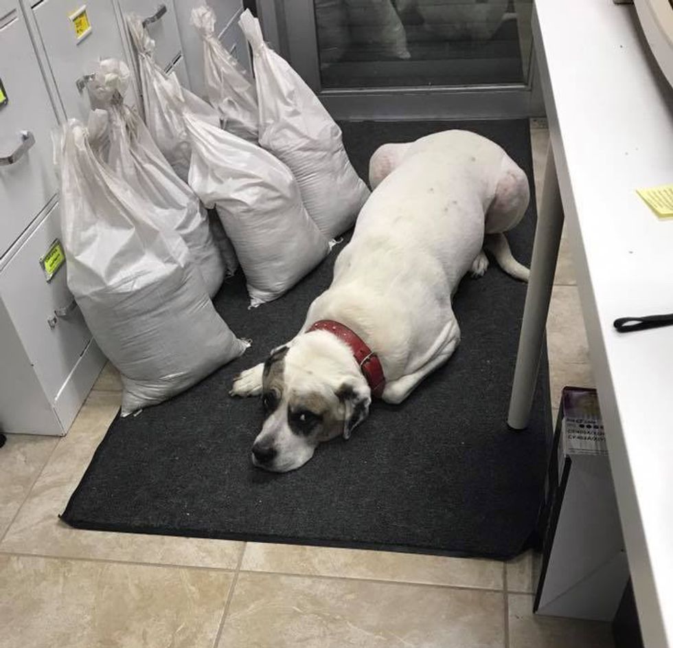 Couple Sleeps in Animal Shelter to Keep 105 Rescue Strays Safe and Comforted During Hurricane