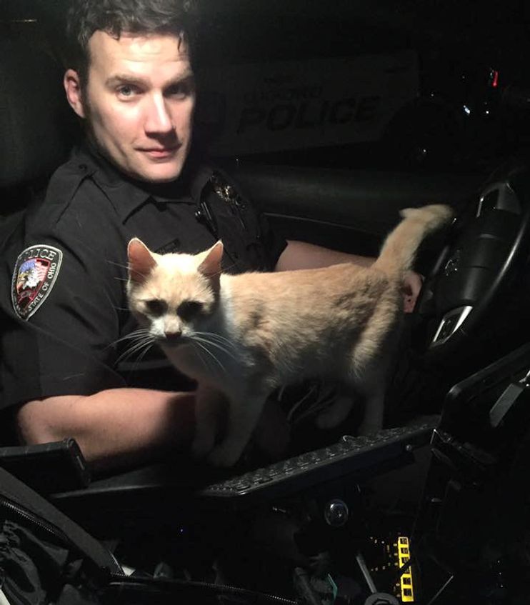 Cat sneaks into Victoria police officer's cruiser