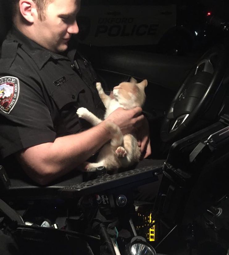 Cat sneaks into Victoria police officer's cruiser