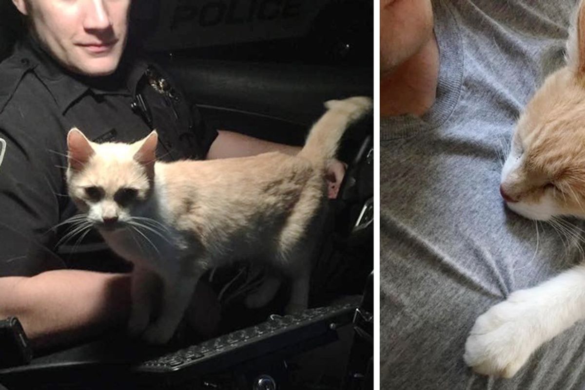 Cat Jumps into Officer’s Cruiser And Asks Him To Be His Friend
