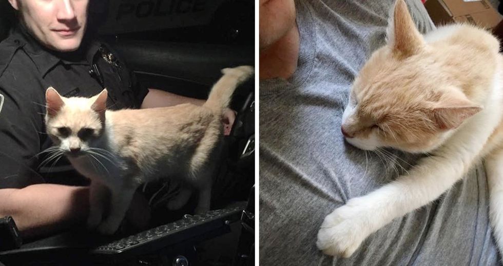 Scaredy cat jumps on police officer's shoulders and stays there