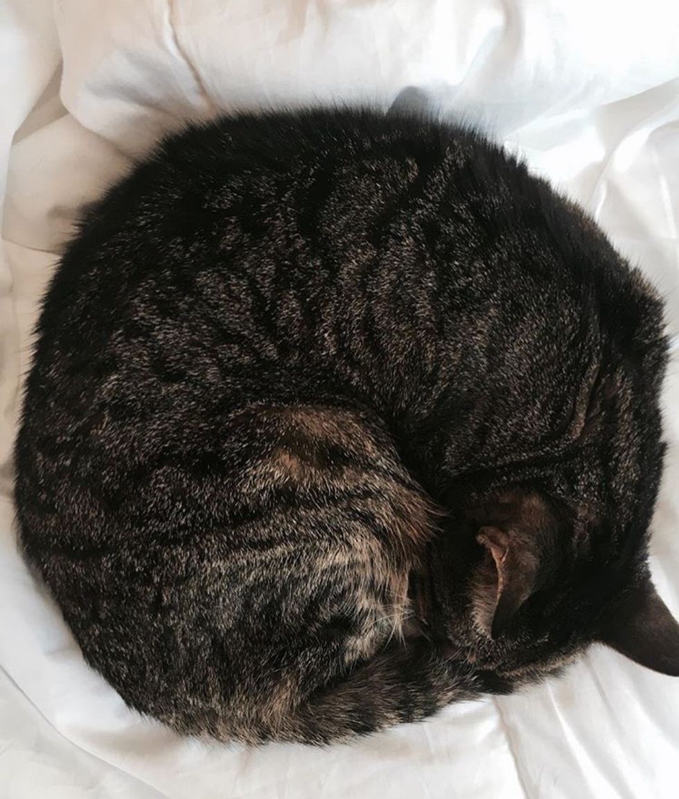 15 Things About My 15yearold Cat