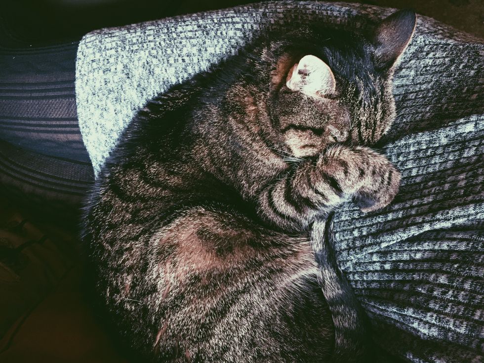 15 Things About My 15yearold Cat