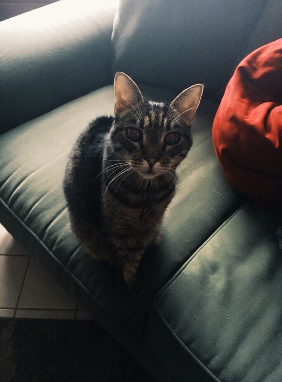 15 Things About My 15yearold Cat