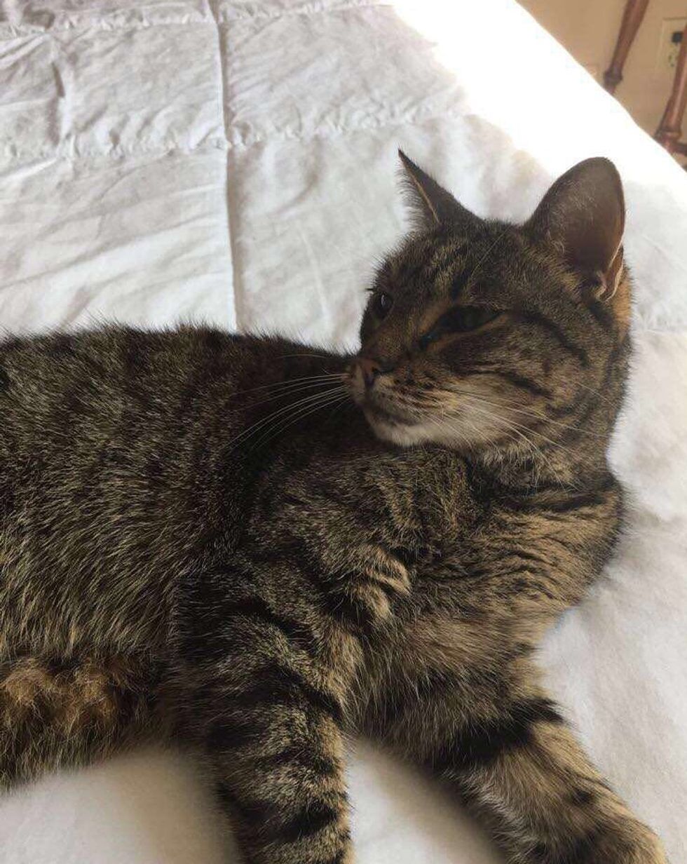 15 Things About My 15-year-old Cat