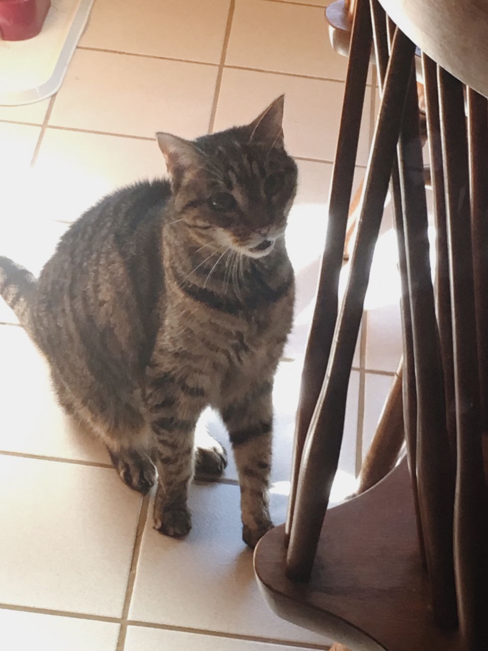 15 Things About My 15yearold Cat