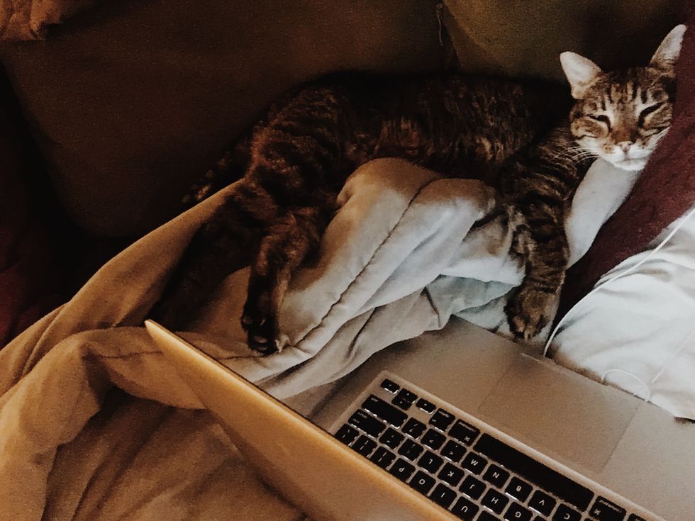 15 Things About My 15yearold Cat