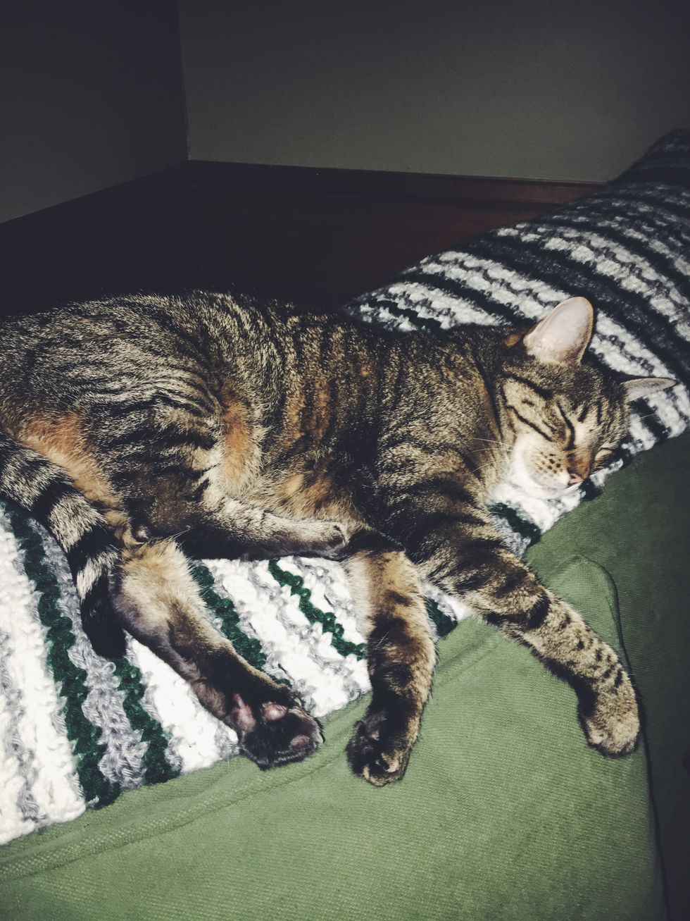 15 Things About My 15yearold Cat