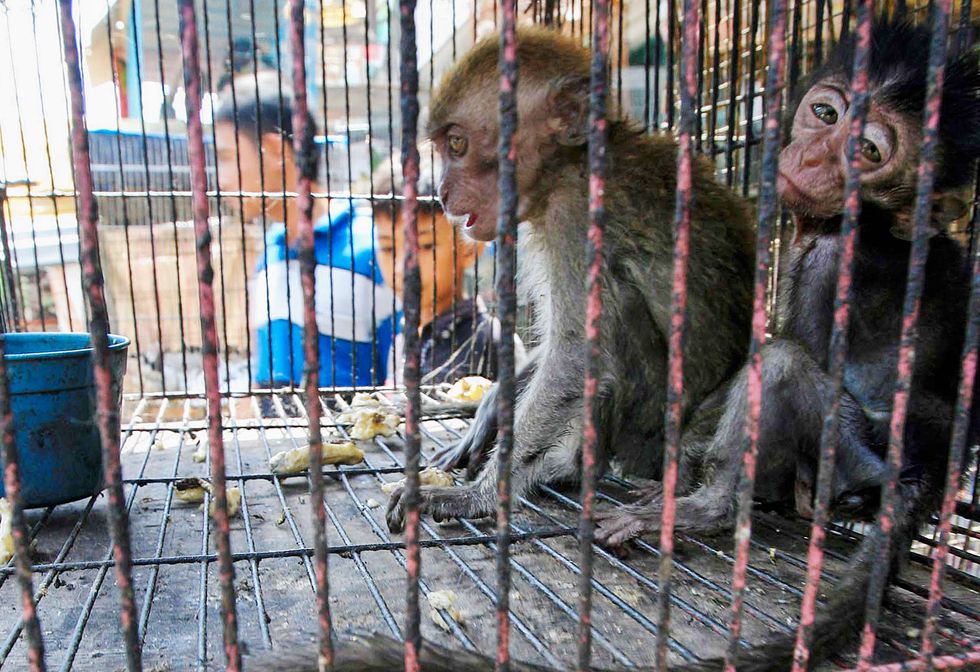 the-illegal-pet-trade-and-its-effects-on-wildlife