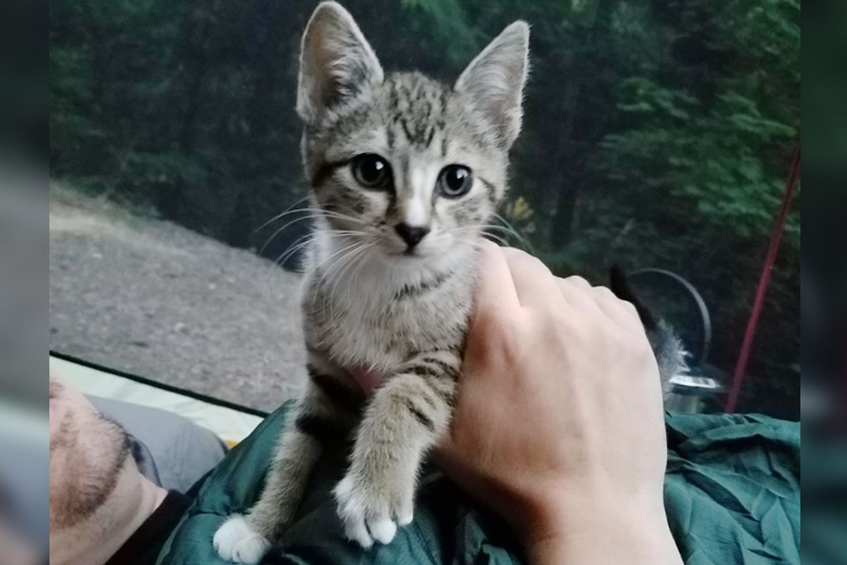 Kitten Crashes Campers' Tent and Chirps At Couple for Cuddles