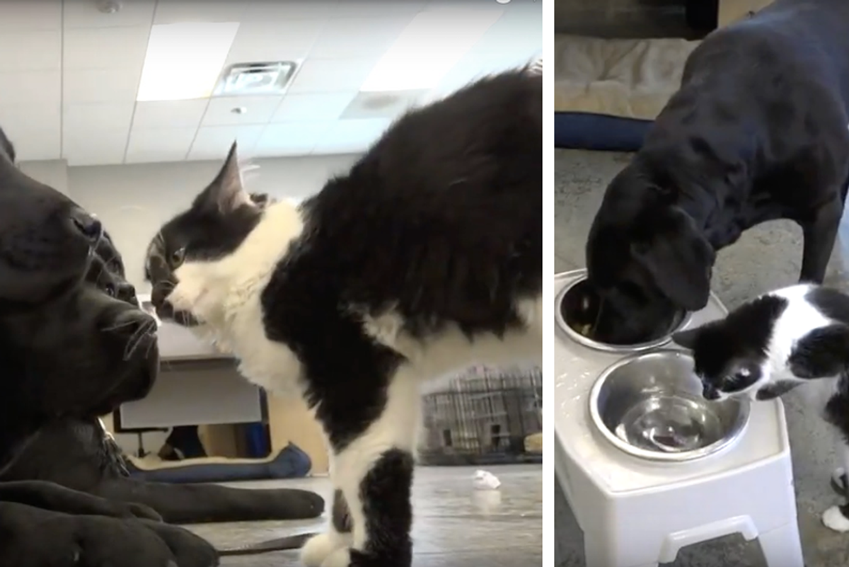 Stray Kitten Turns Office Cat, Now Trains Service Dogs Like a Pro!
