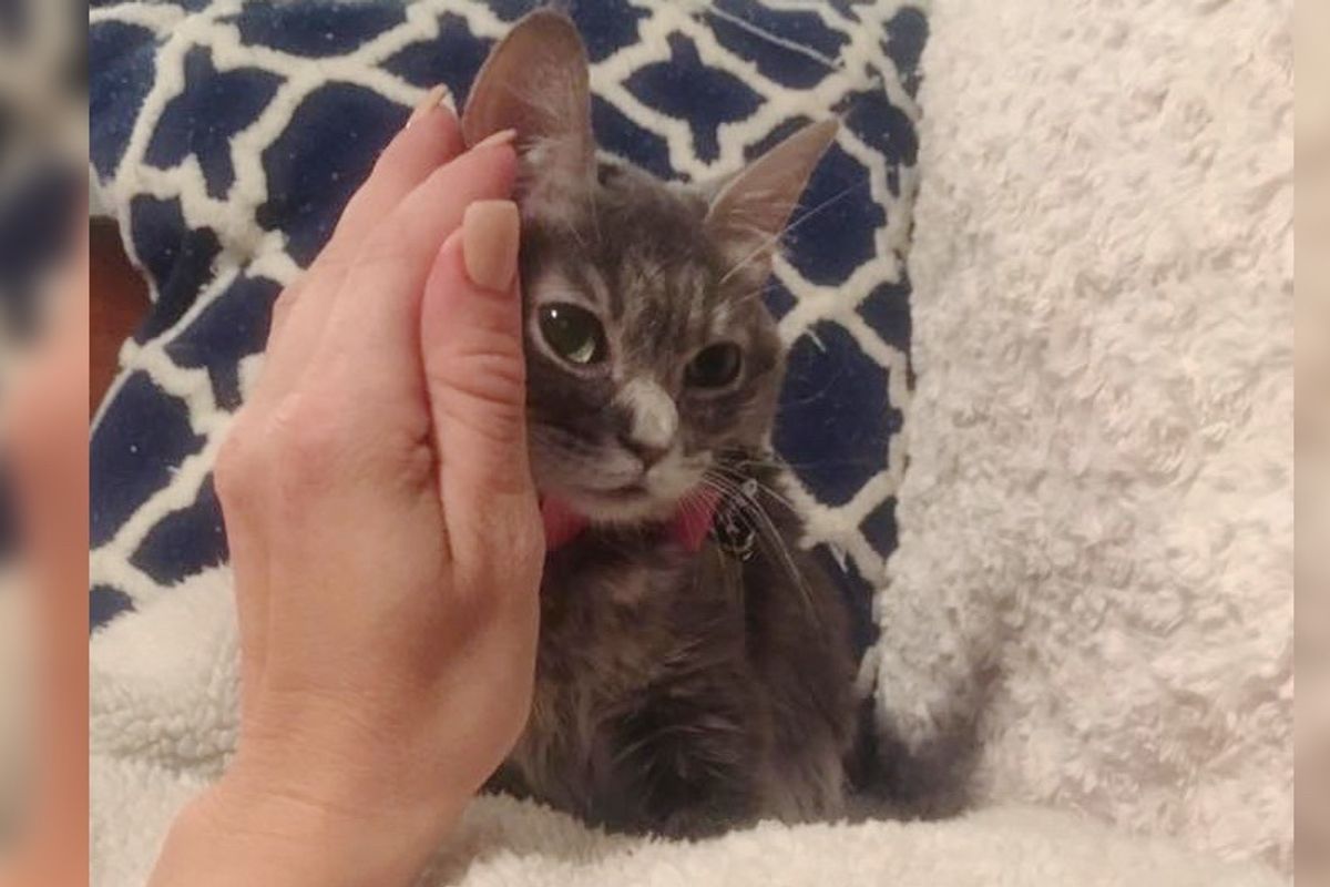 Cat Never Grew, a Forever Kitten, Surprises Everyone With Her Fight to Live, Now 2 Years Later