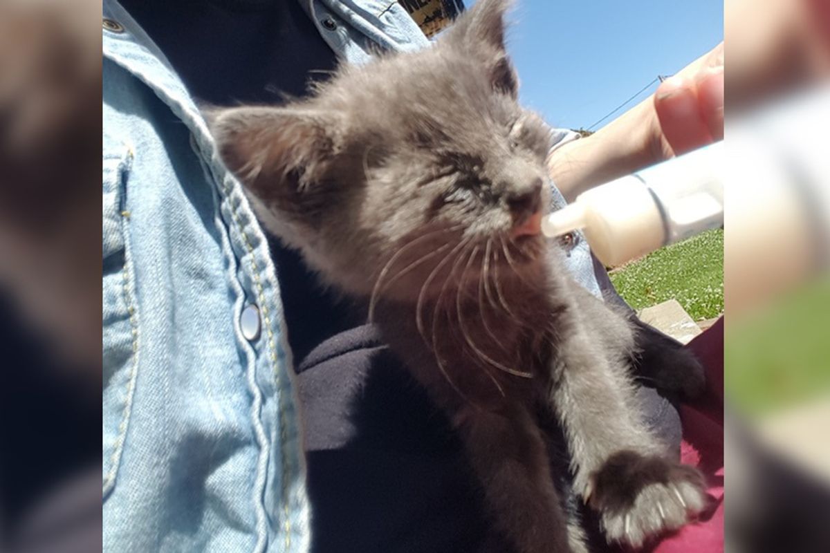 Family Thought They Would Find Parking Lot Kitten a Home, But the Kitty Knew He Had Already Found It