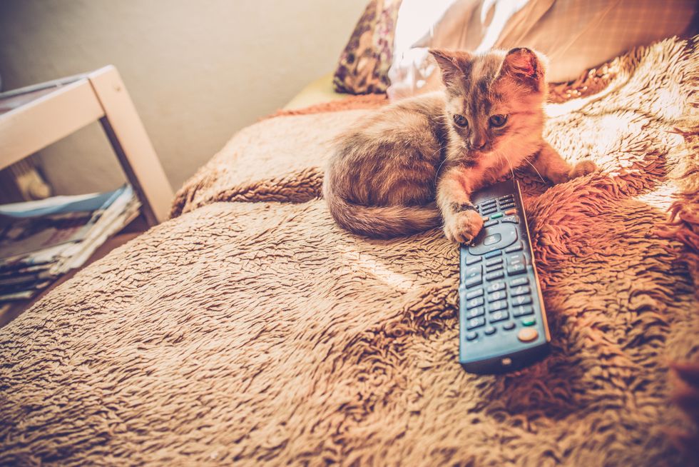 Smart TV remotes can be replaced by anything - even your cat - Gearbrain