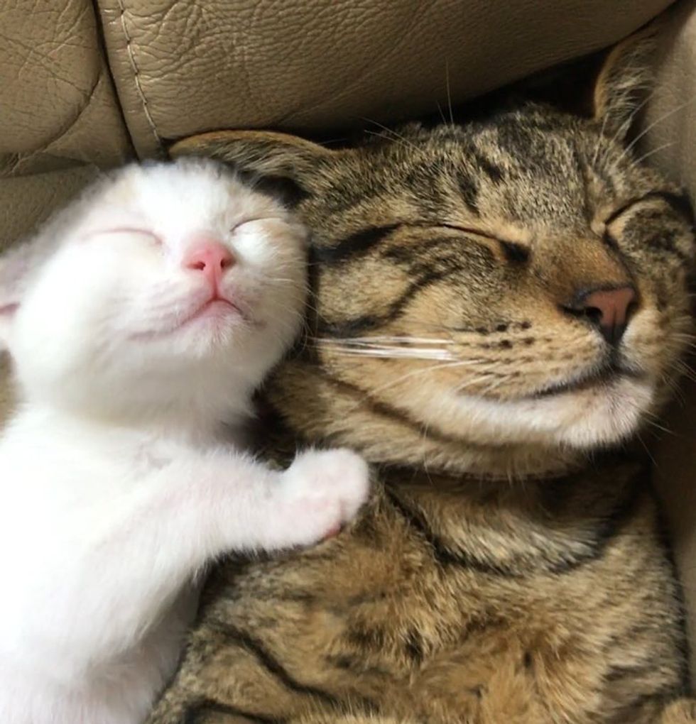 Tabby Cats Took to Orphaned Kittens and Raised Them with Cuddles Love