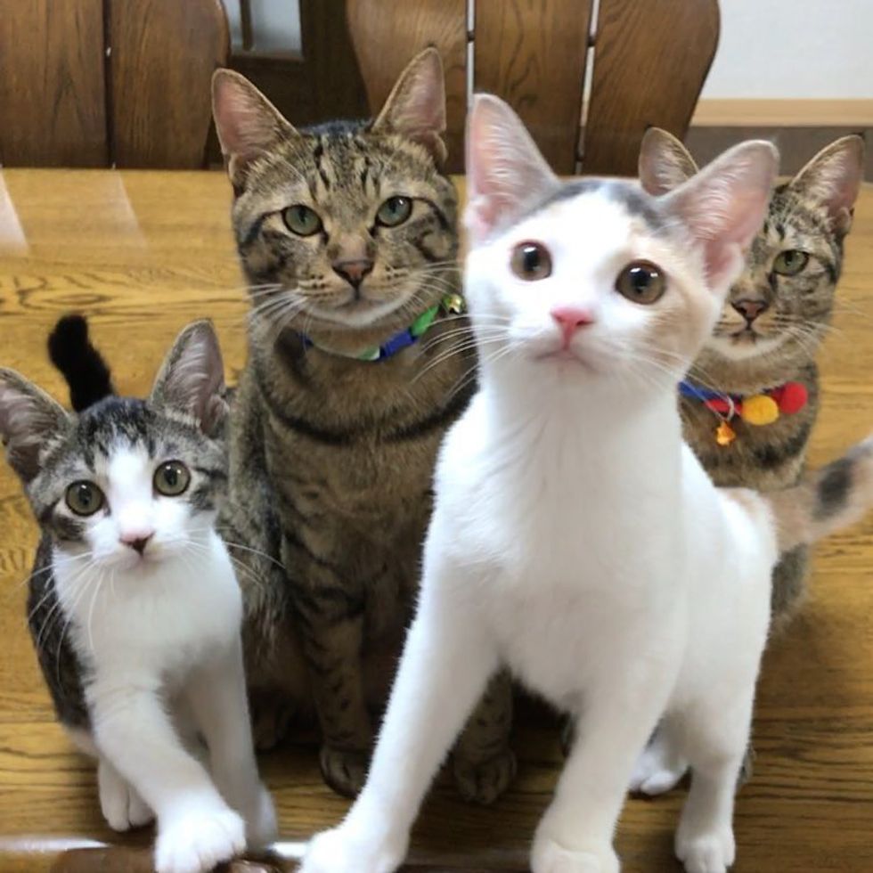 Tabby Cats Took to Orphaned Kittens and Raised Them with Cuddles Love